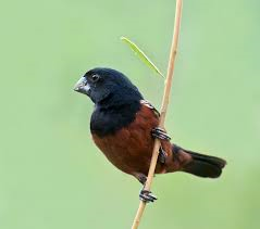 zangvogel