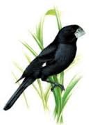 zangvogel